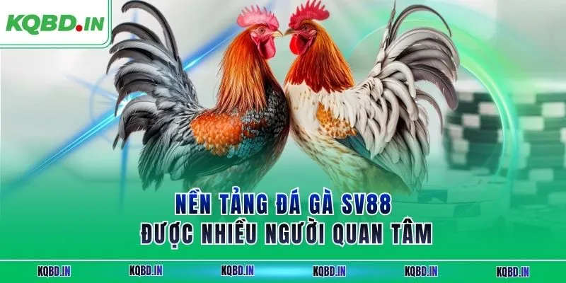 Nền tảng đá gà SV88 được nhiều người quan tâm